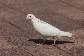 His white pigeons walk on the ground
