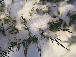 Green coniferous juniper branch under the first snow