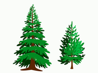 Two spruce trees of different ages on a white background. Forever green conifers tree. Vector illustration. Holidays of Christmas and New Year.
