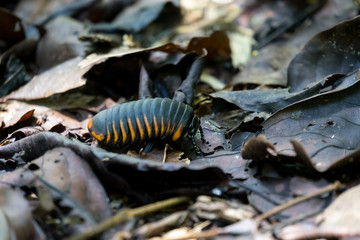 Saftkugler (Glomerida). Gesehen im Gunung Mulu Nationalpark, Borneo