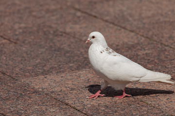 His white pigeons walk on the ground