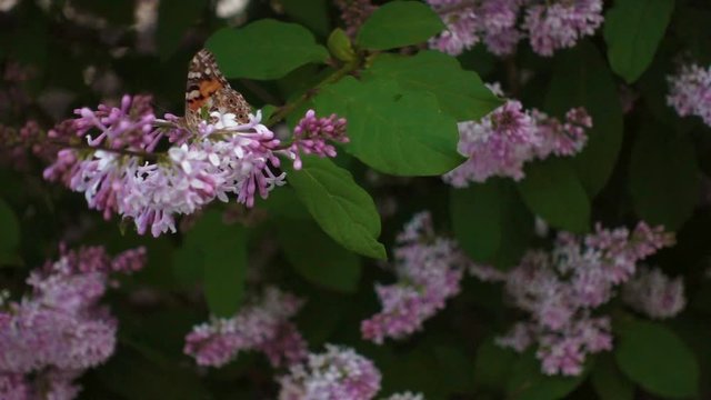 Butterfly vanessa atalanta on lilac flower. Closeup butterfly, slow motion footage. Macro view of summer nature. Spring in slowmo