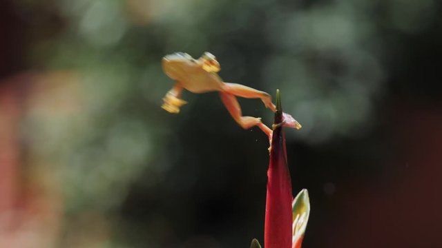 malabar gliding frog