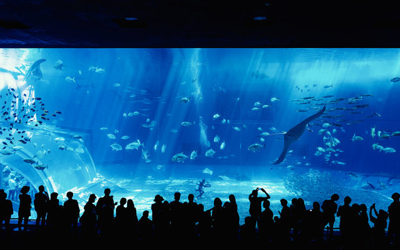 411 Best 水中生物 Images Stock Photos Vectors Adobe Stock