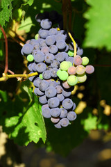 Grape cluster with blue dark berries hanging and ripening on a bush with green leaves.