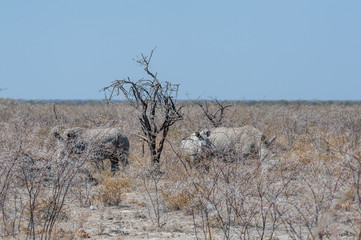 Three out of a group of four white Rhinoceros -Ceratotherium simum- standing on a barren plain in...