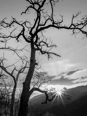 Monochrome of dry tree branches on top hill with peak mountain and sky background.
