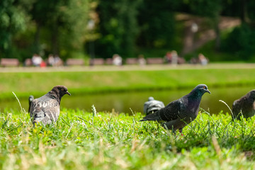 Pigeons fly in the garden