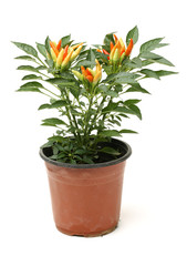 Fresh Paprika, seedling in a pot on white background