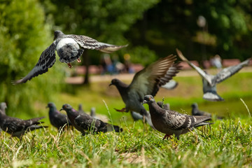Fototapeta premium Pigeons fly in the garden