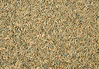 organic whole grain wheat kernels on white background