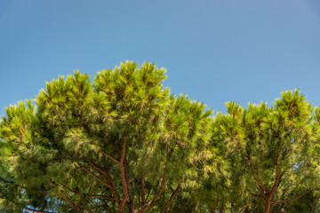 pine tree tops and blue sky