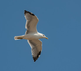 seagull in flight on blue sky