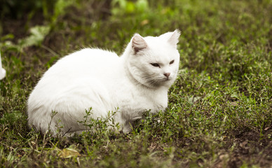 Beautiful  white cat lying. Cat looking at camera. Interested cat resting at home. White fluffy cat. Surprised cat at home.