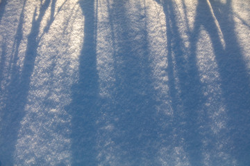 The shadow of the trees in the snow