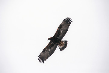 Hunting bird looking for prey, soars in the air.