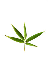 bamboo leaves isolated on a white background with a cliping path, tropical leaf, can be used as background and wallpaper,