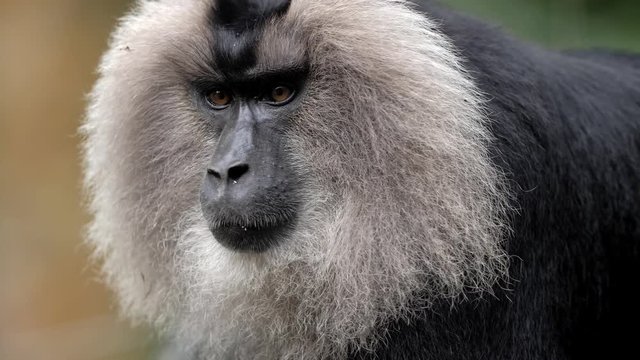Lion tailed macaque closeup