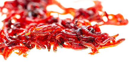 Red bloodworm isolated on a white background