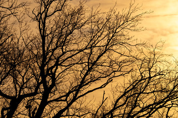 Obraz premium Bare tree branches at dawn of the sun