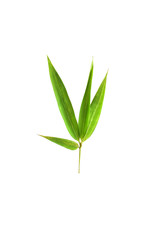 bamboo leaves isolated on a white background with a cliping path, tropical leaf, can be used as background and wallpaper,
