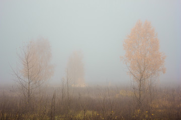Obraz na płótnie Canvas Autumn landscape in foggy wood