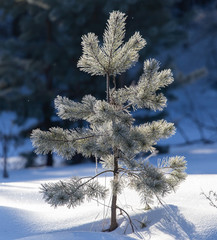 Coniferous branches in the snow