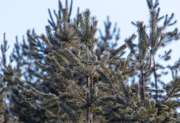 Coniferous branches in the snow