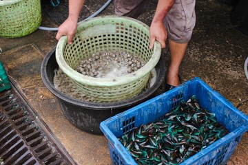 Washing the cockle shell