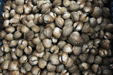 Fresh blood cockle or blood clam or cockle shell (Tegillarca granosa) background