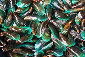 Fresh mussels background