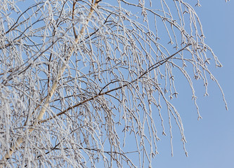 Branches on a tree in hoarfrost