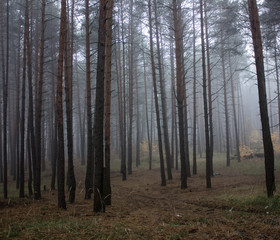 Autumn landscape in foggy wood . Fairy forest in fog. Fall woods. Enchanted autumn forest in fog in the morning. Old Tree. Landscape with trees colorful orange and red foliage and blue fog. Nature bac