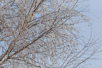 Branches on a tree in hoarfrost