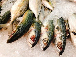 fresh mackerel fish in the market