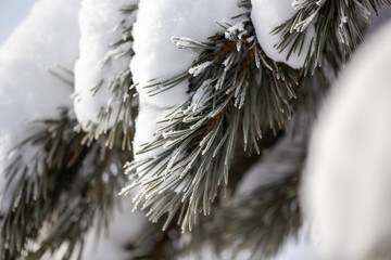 Coniferous branches in the snow