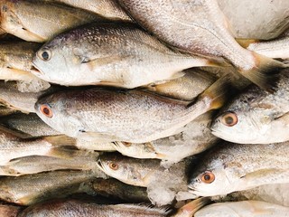 Fresh fish on ice in the market
