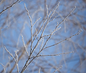 Branches on a tree in hoarfrost