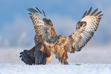 Fight on the meadow in the winter morning/Common Buzzard