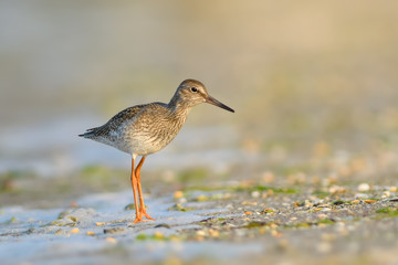 Searching for food on the beach/Common Redshank