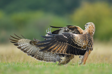 Fight on the meadow/Red Kite vs Common Buzzard