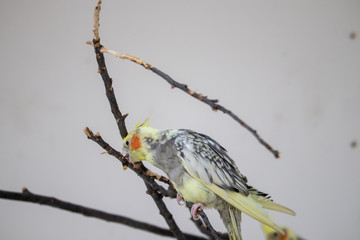 Lutino cockatiel domestic bird close up