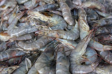 fresh shrimps in the market
