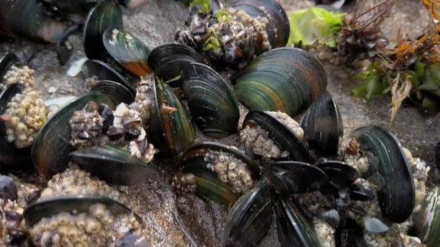 New Zealand green-lipped mussels attached to rocks at low tide