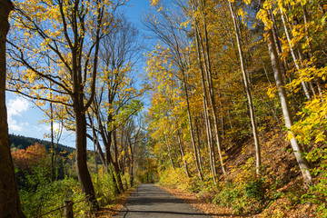 Fototapeta premium country road in autumn