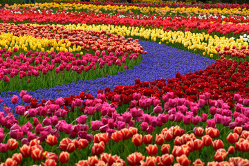 チューリップ畑