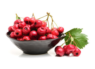 Hawthorn on white background 