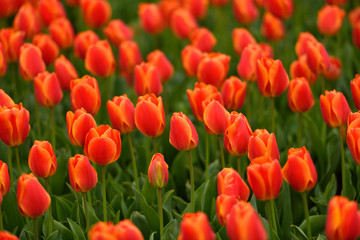 チューリップ畑