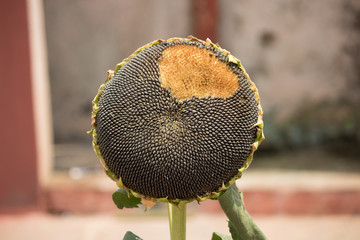 Ripening seed head of flower in the garden