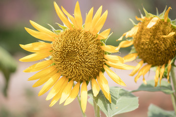 Point of view of Sunflower in the garden